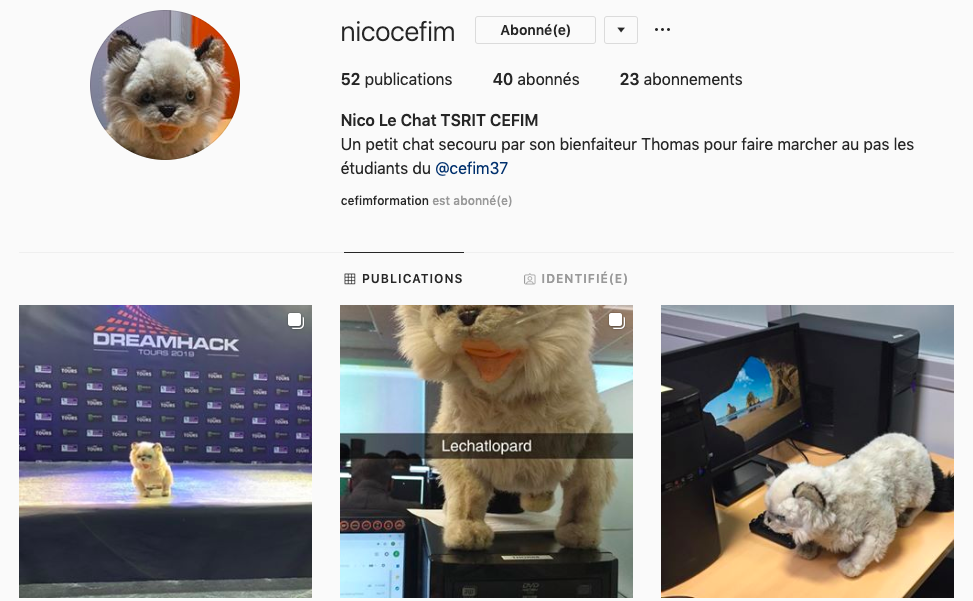 Nico le chat - Instagram